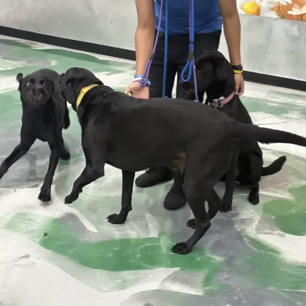 Dog enjoying group play at K9 Rox Club